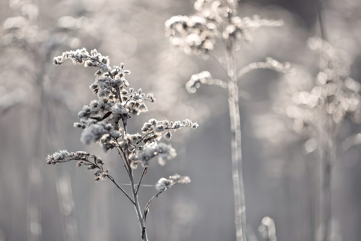 IJsbedekte planten in de winter