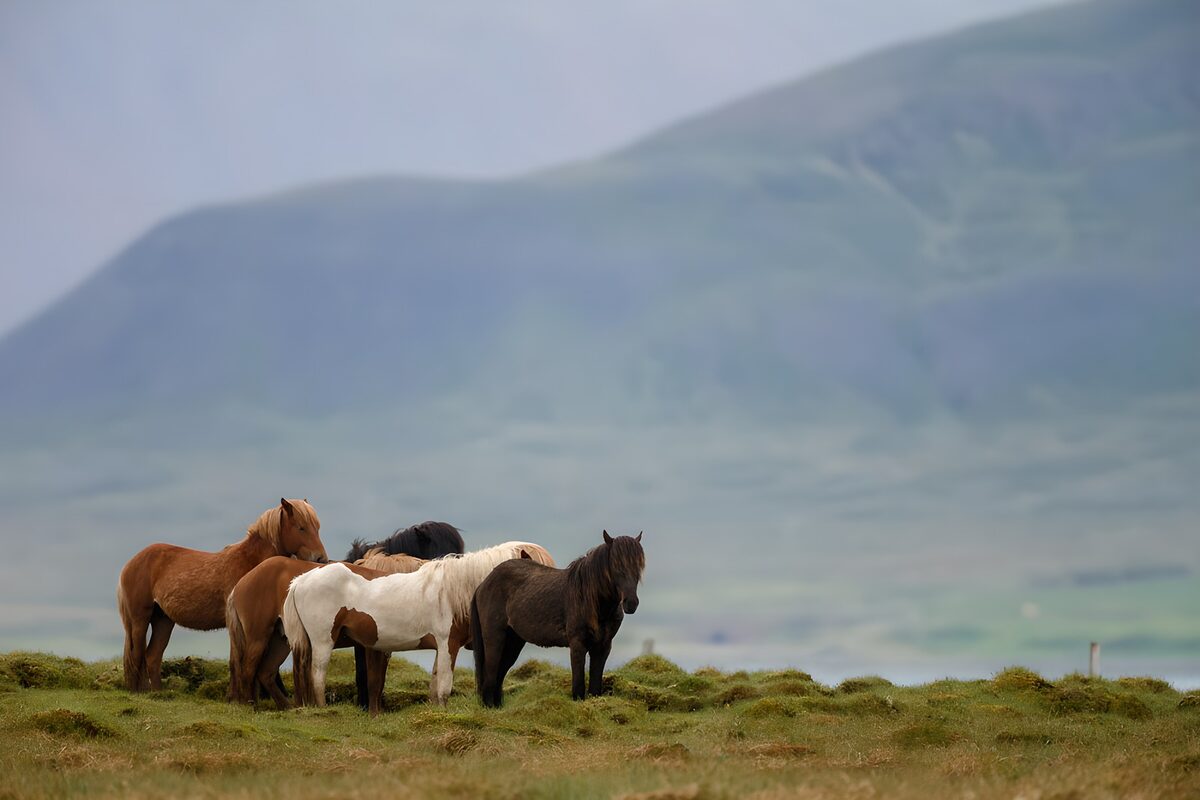 Groep paarden in het weidse landschap