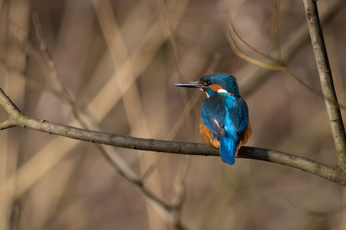IJsvogel op een tak
