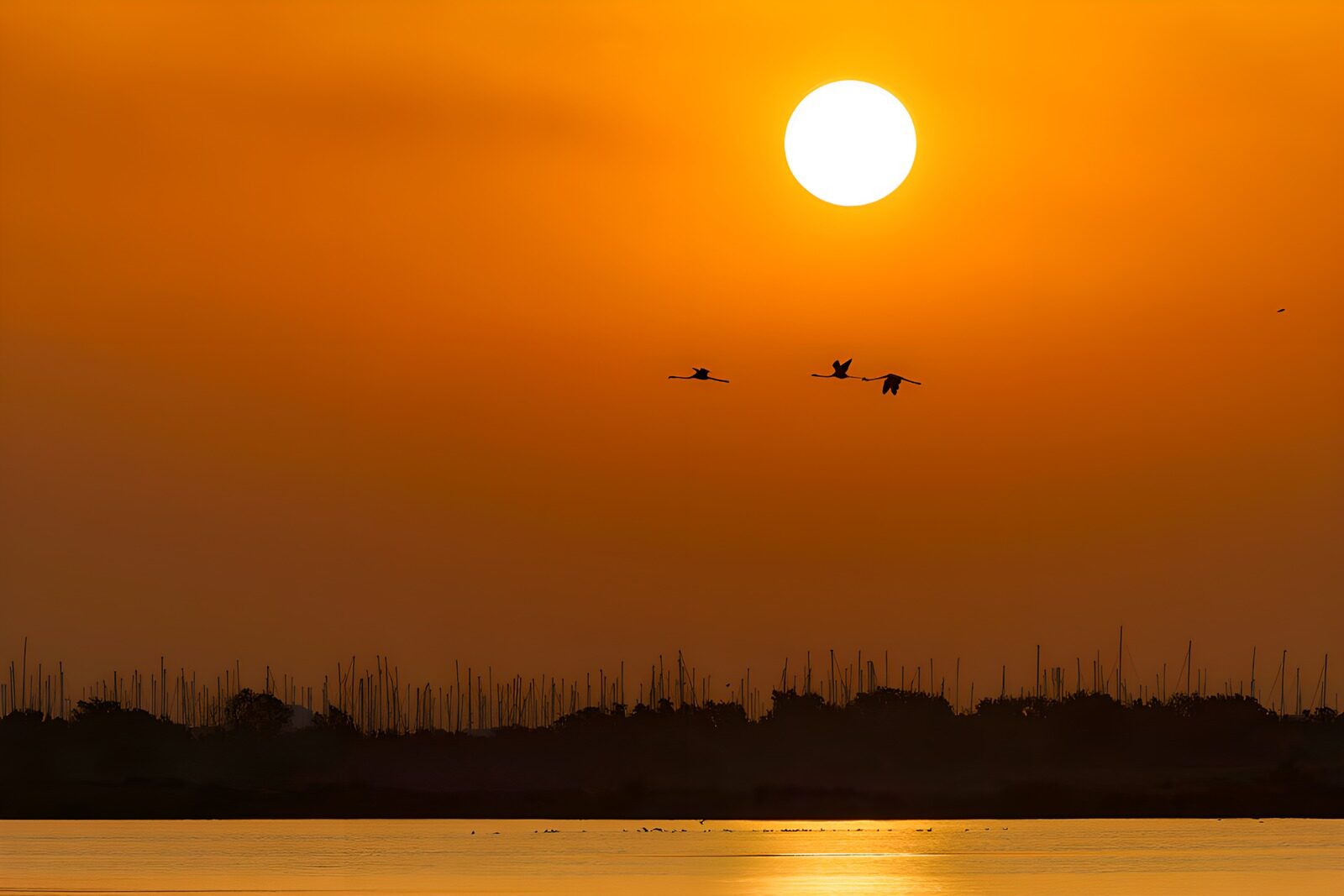 CW2195504: Zonsopgang boven het water