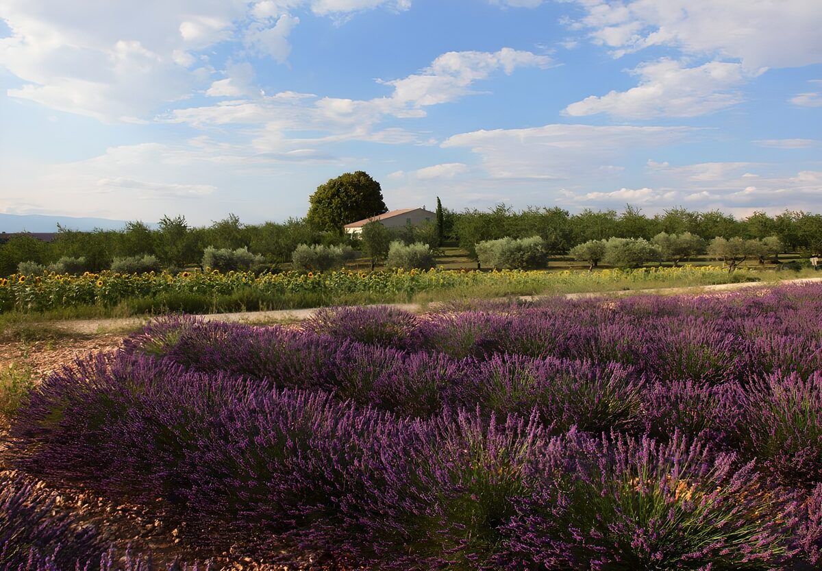 Prachtige lavendelvelden in de natuur