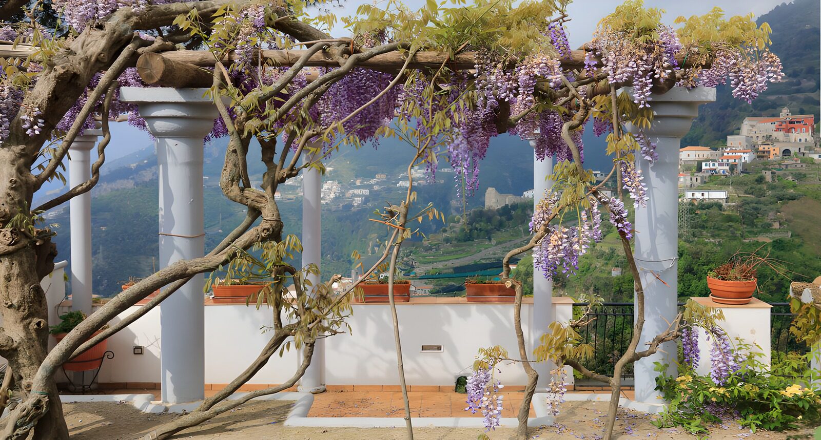 CW9790480: Bloeiende Wisteria in Panorama Tuin