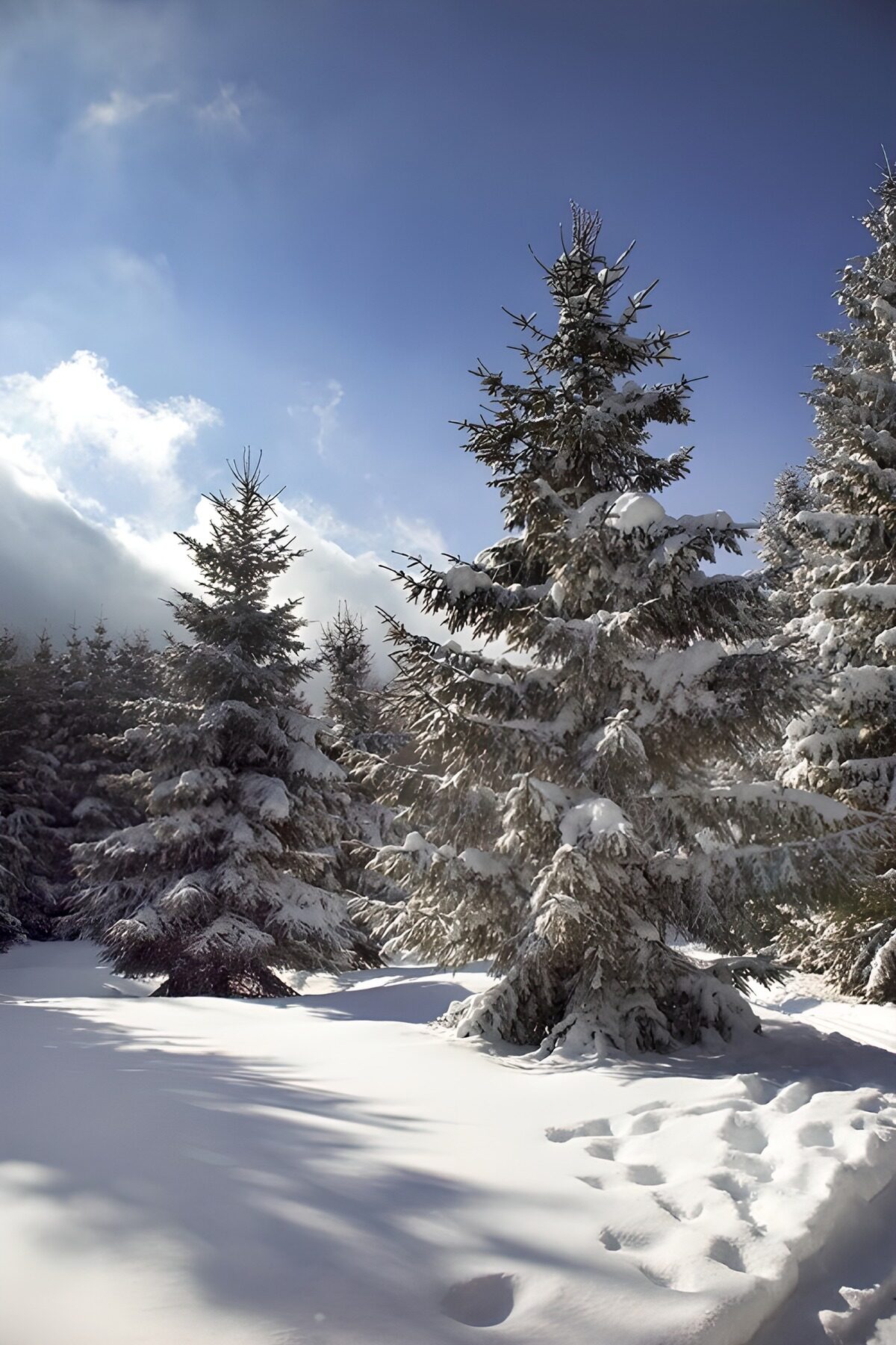 CW8846716: Sneeuwbedekte dennenbomen in het winterlandschap