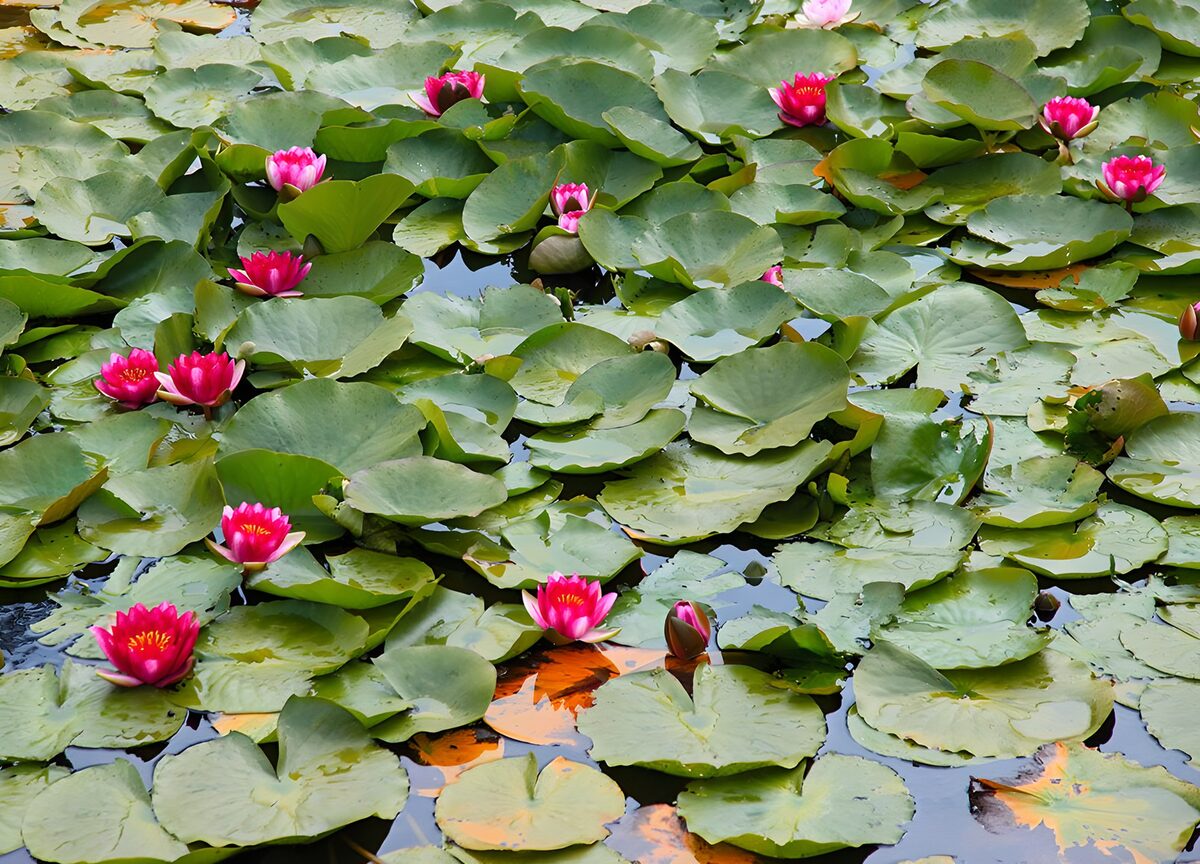 Prachtige waterlelies in een vijver