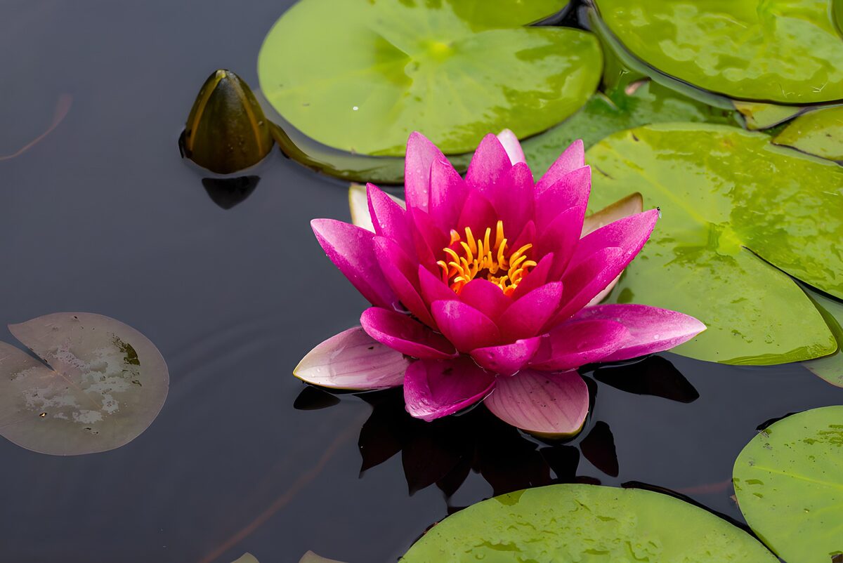 Prachtige roze waterlelie in vijver