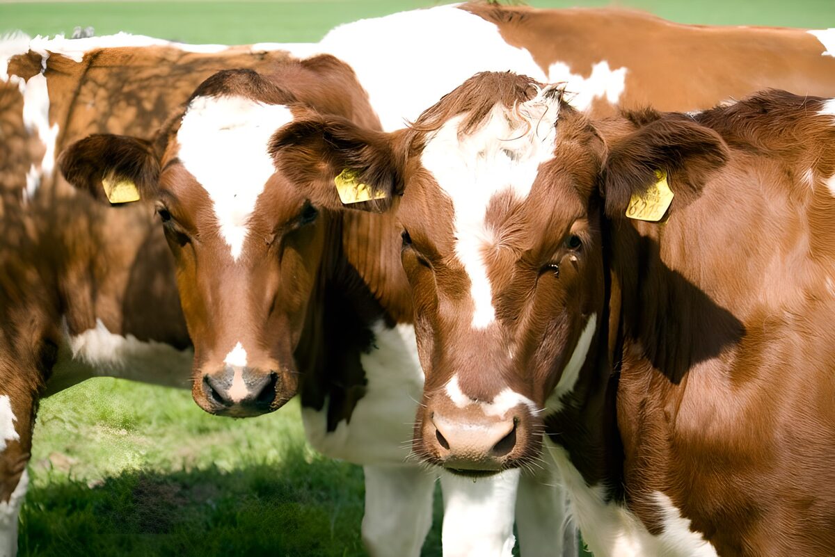 Schattige kalfjes in de wei