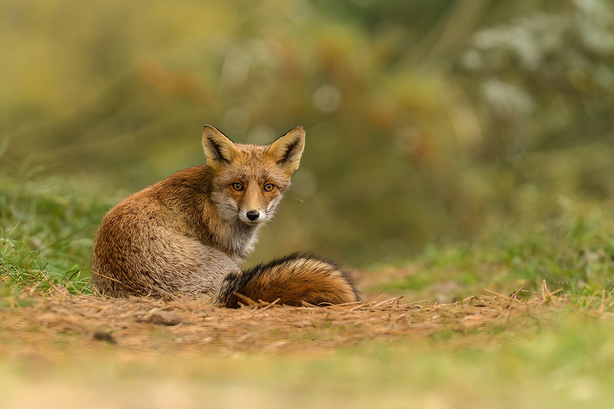Vossen in het Wild