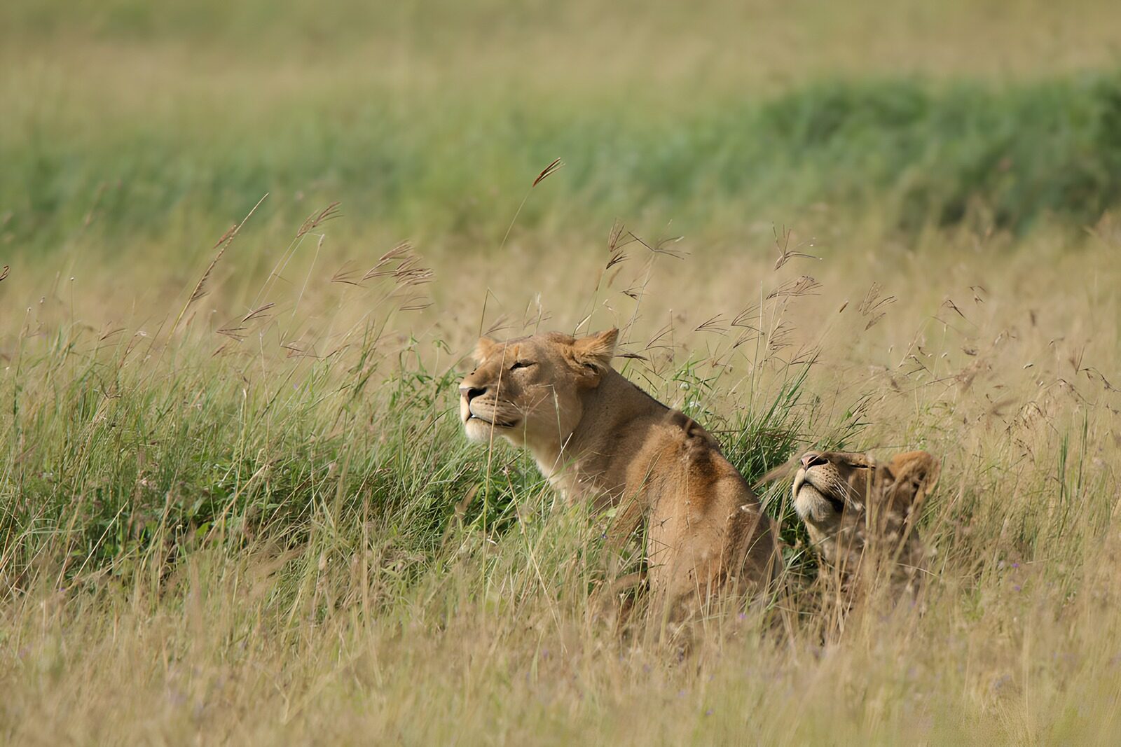 CW8929185: Twee leeuwinnen in het gras