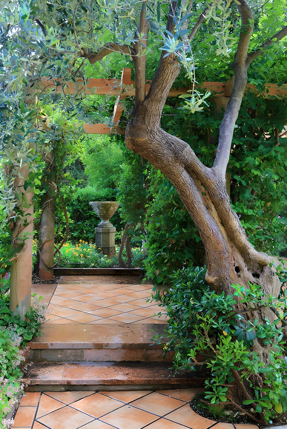 CW7621498: Betoverend tuinpad met olijfboom