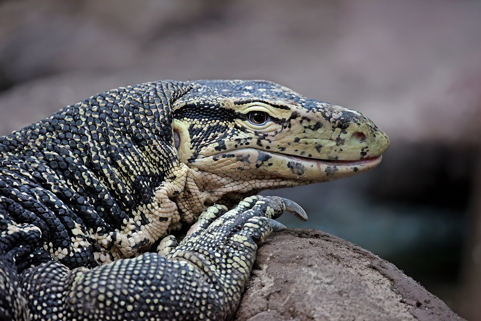 CW8773008: Indische monitor: een fascinerend reptiel