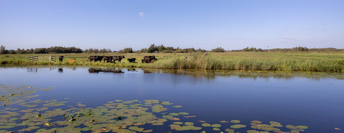 Groene Weiden met Koeien en Waterplanten
