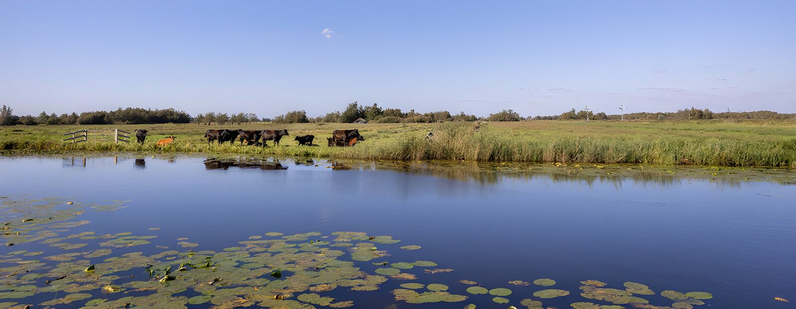 CW7754253: Groene Weiden met Koeien en Waterplanten