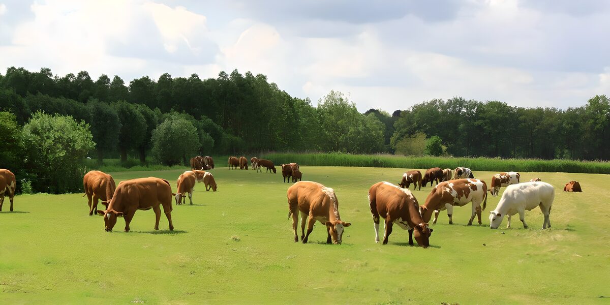 Koeien in een groene weide