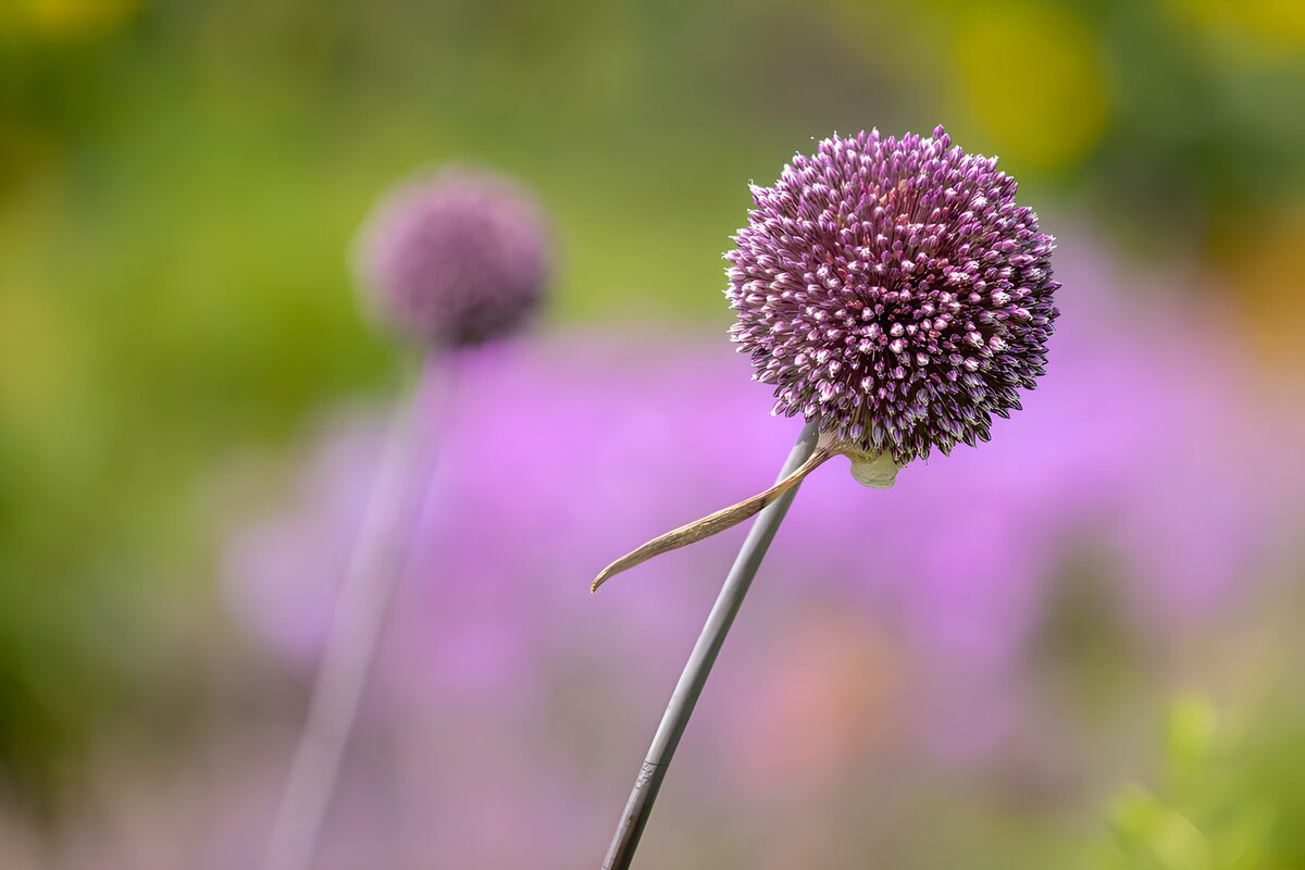 Prachtige paarse bolbloem in de lente