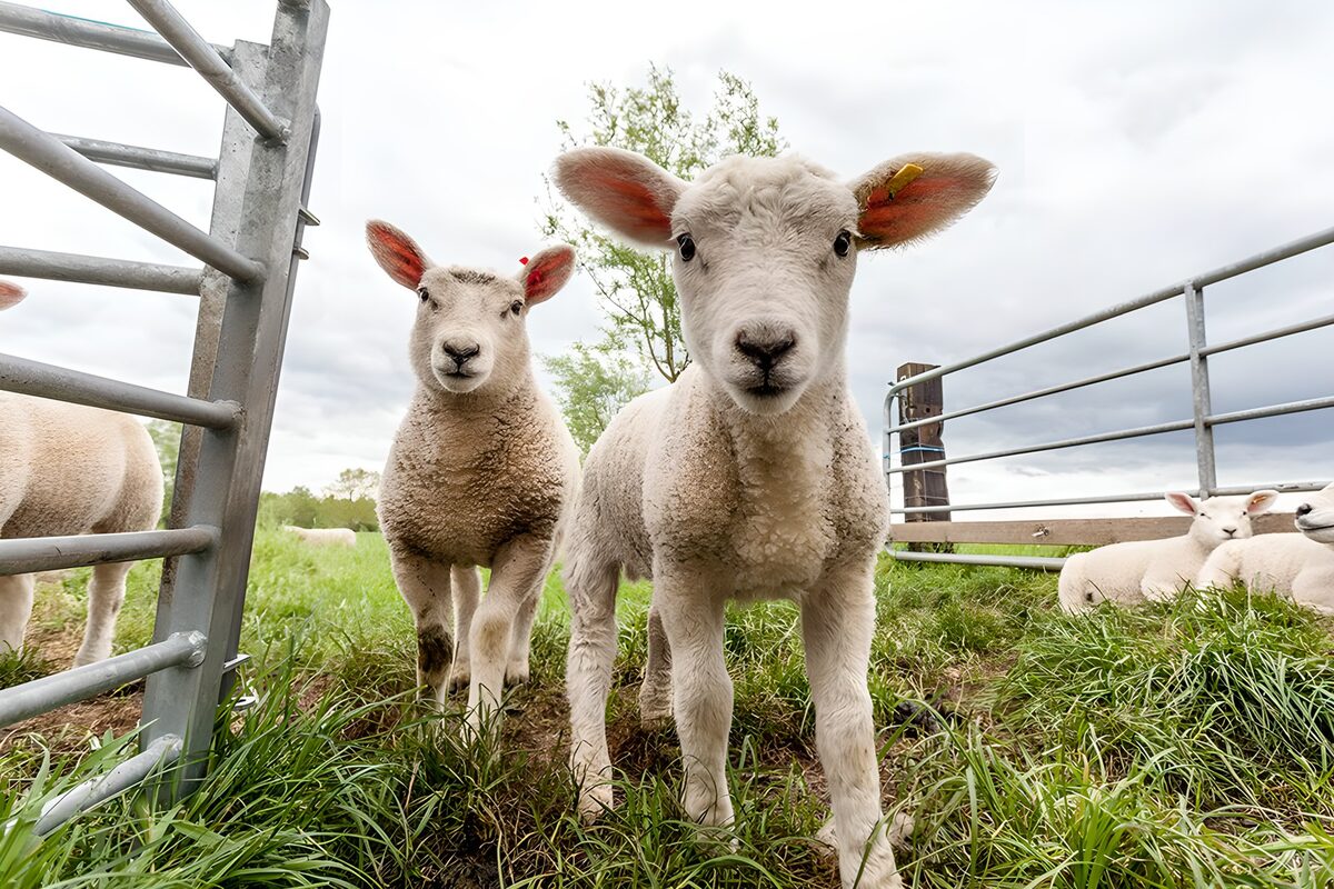 Schattige lammetjes in het weiland