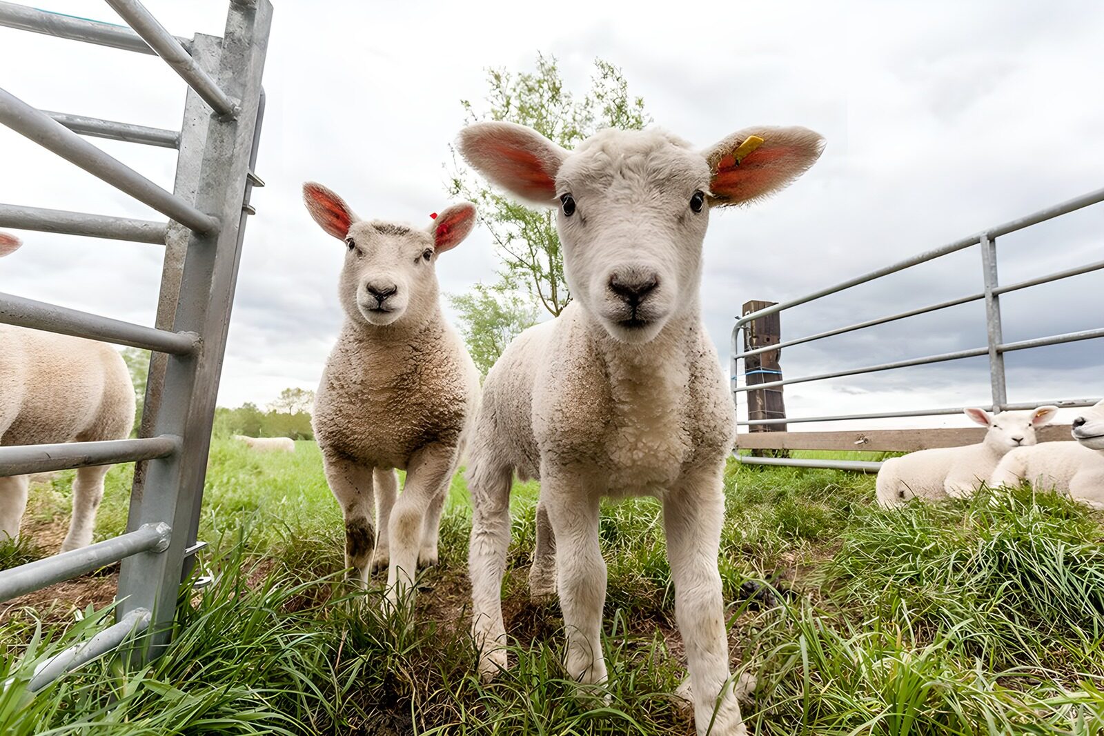 CW8611721: Schattige lammetjes in het weiland