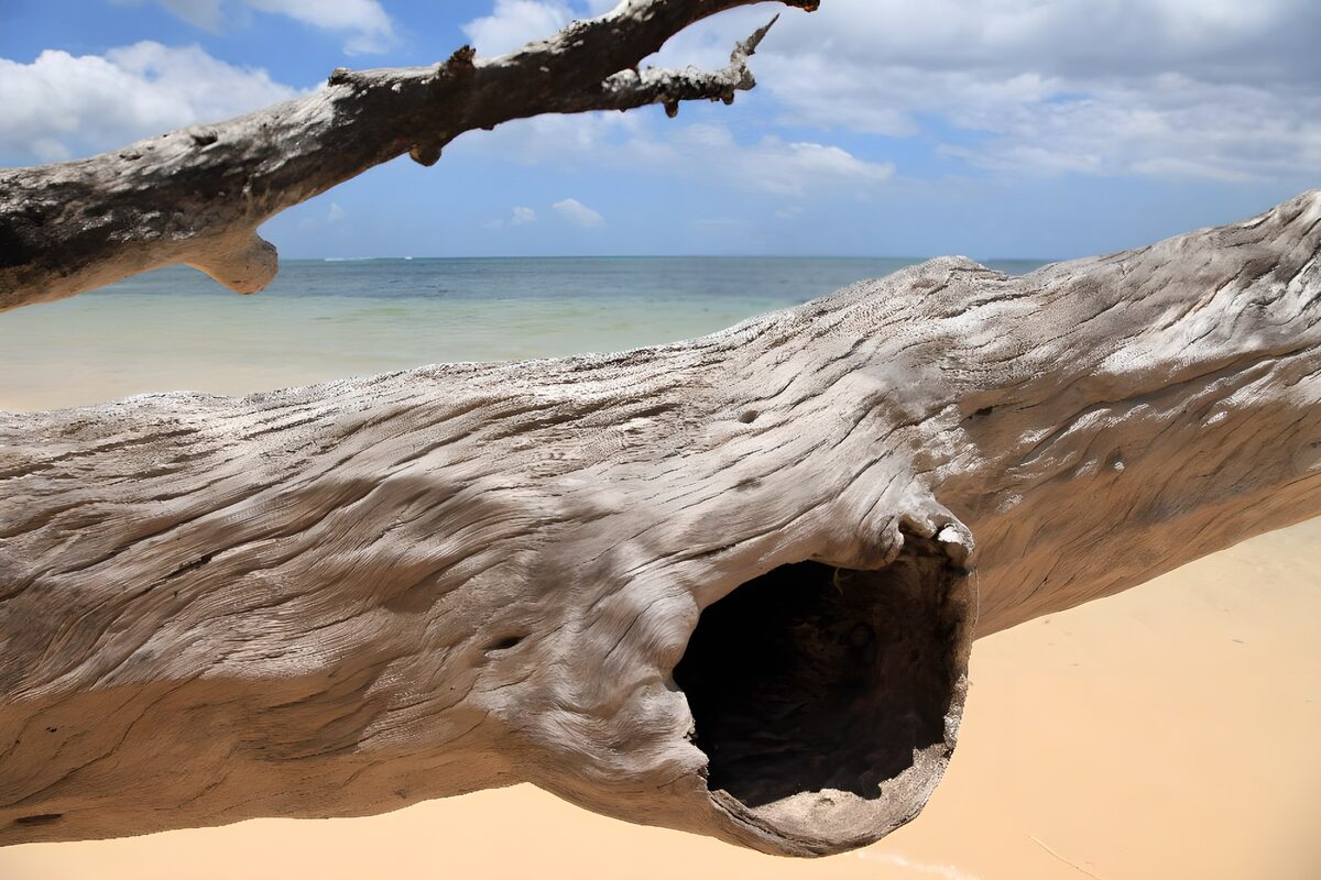 CW1827278: Verweerd hout aan het strand