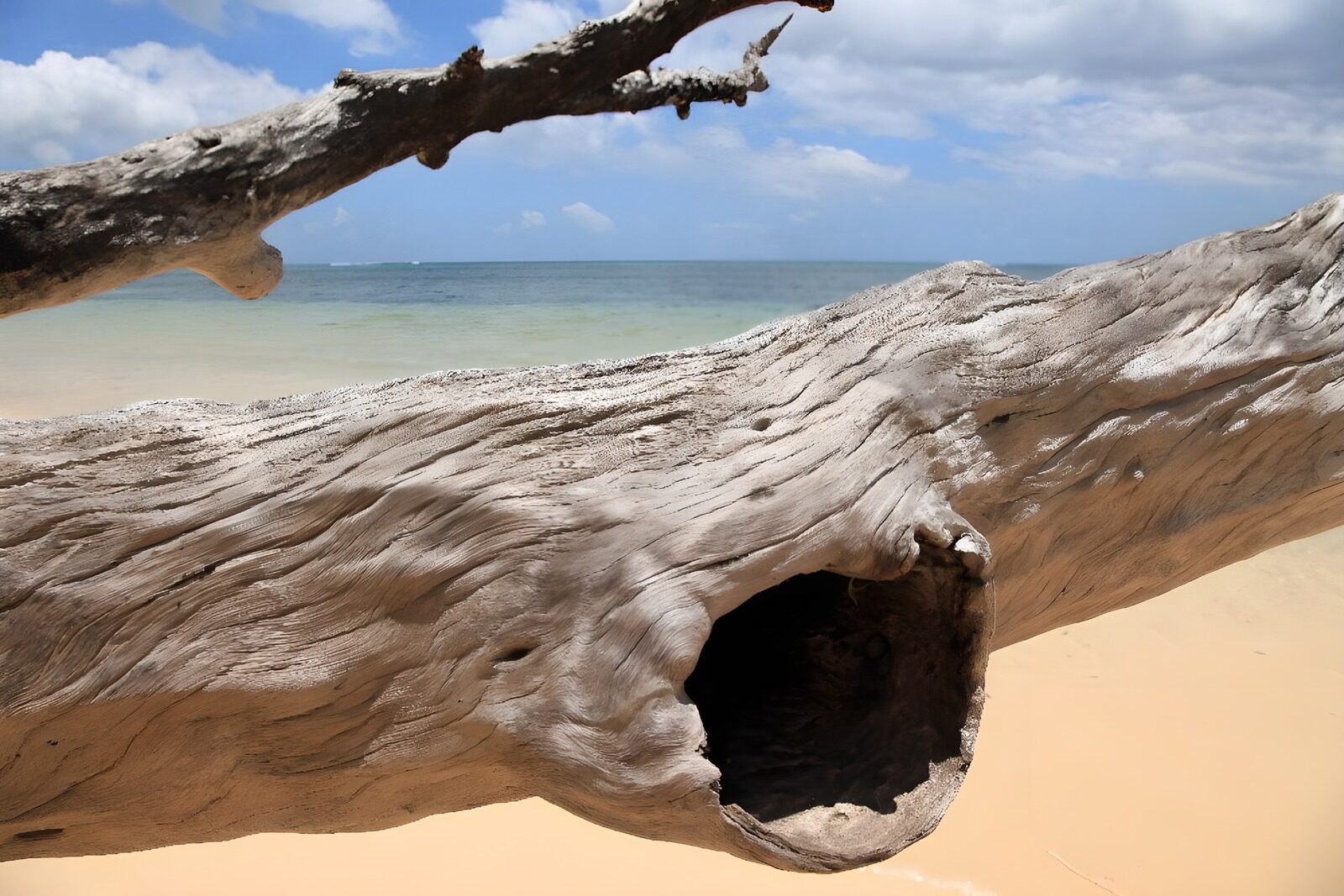 CW1827278: Verweerd hout aan het strand