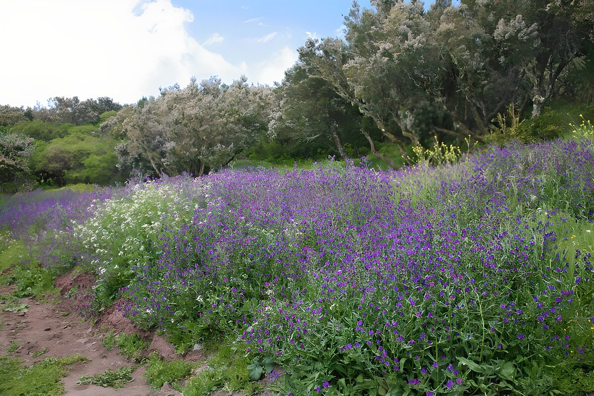 Prachtige bloemenweide in de natuur