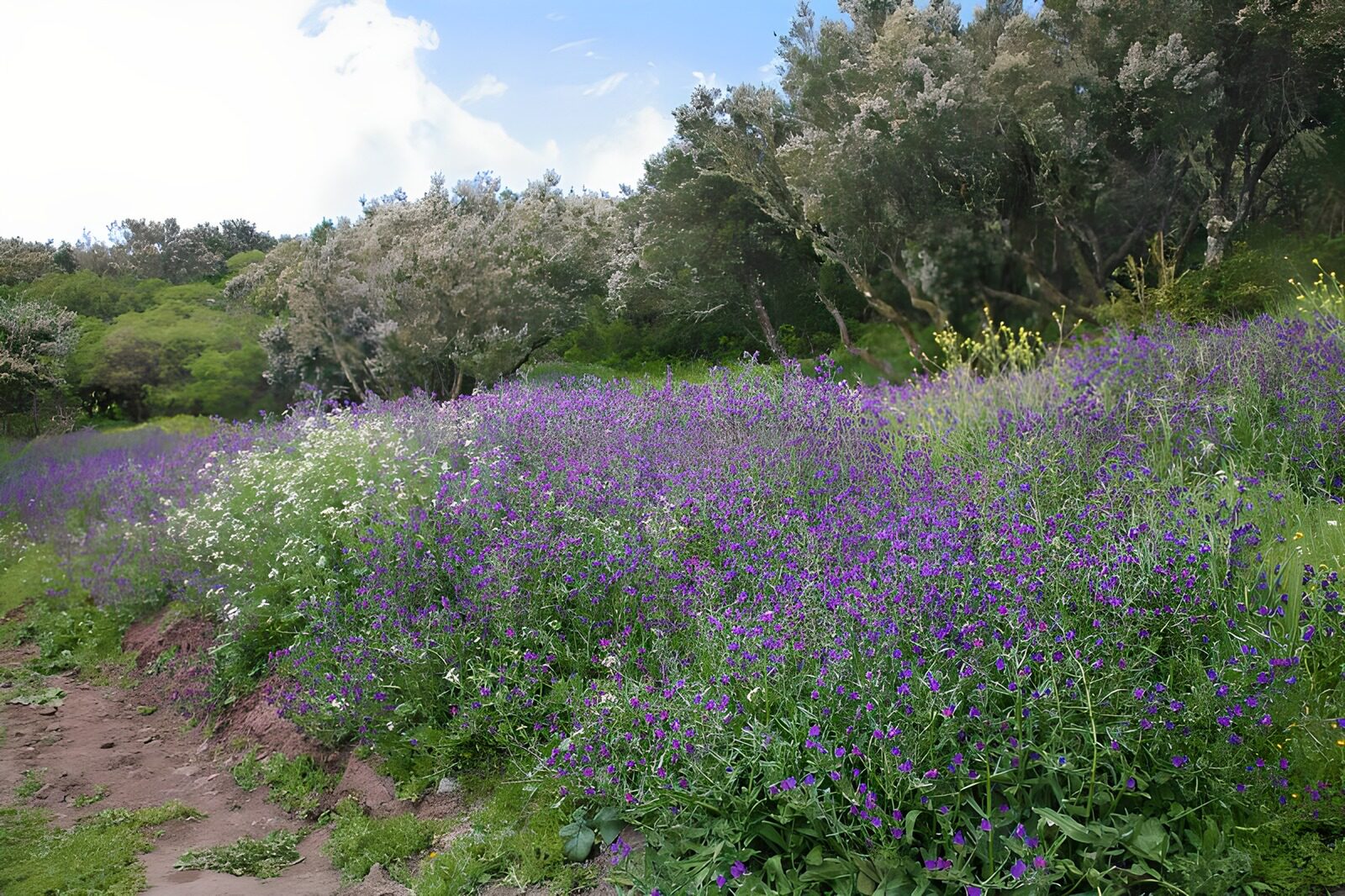 CW5478033: Prachtige bloemenweide in de natuur