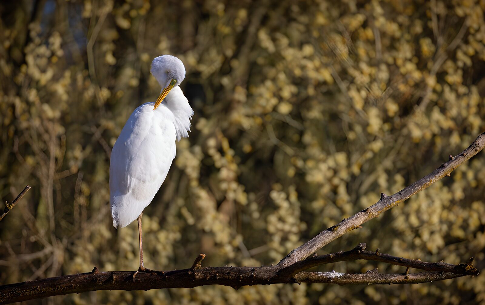 CW7486809: Majestueuze witte reiger op tak