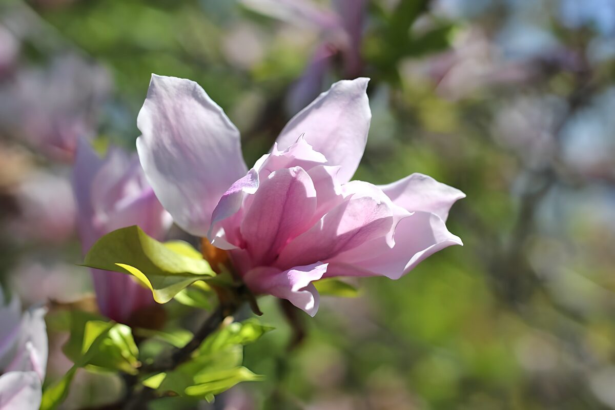 Prachtige magnolia in bloei