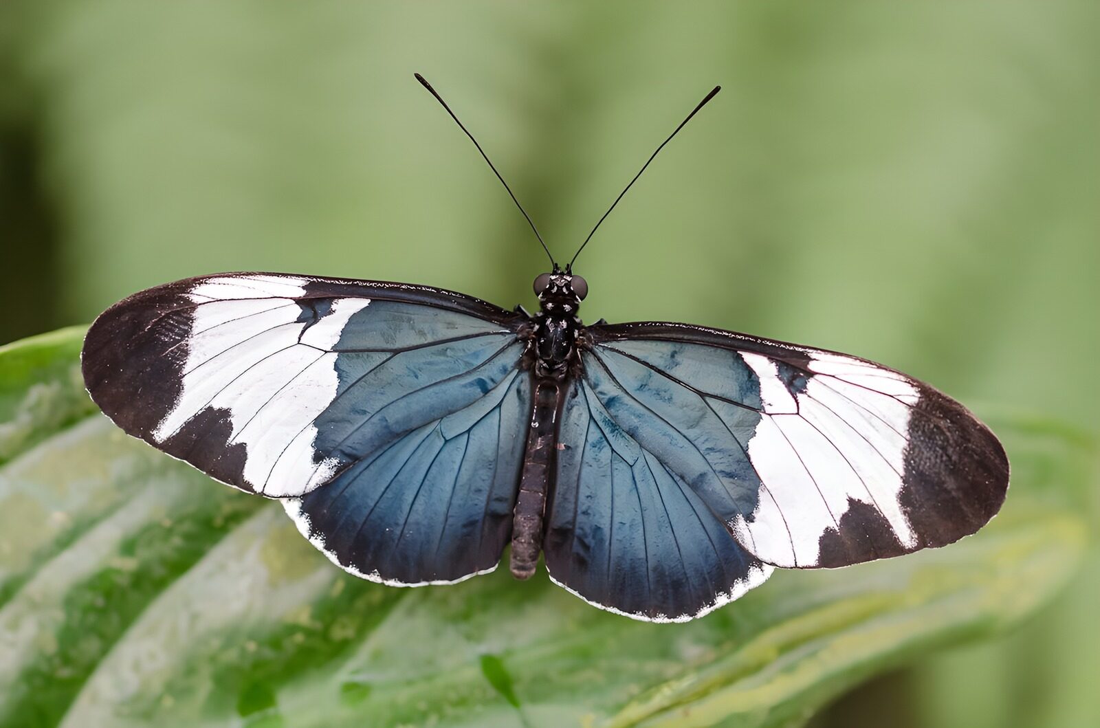 CW8586804: Schitterende blauwe vlinder op blad