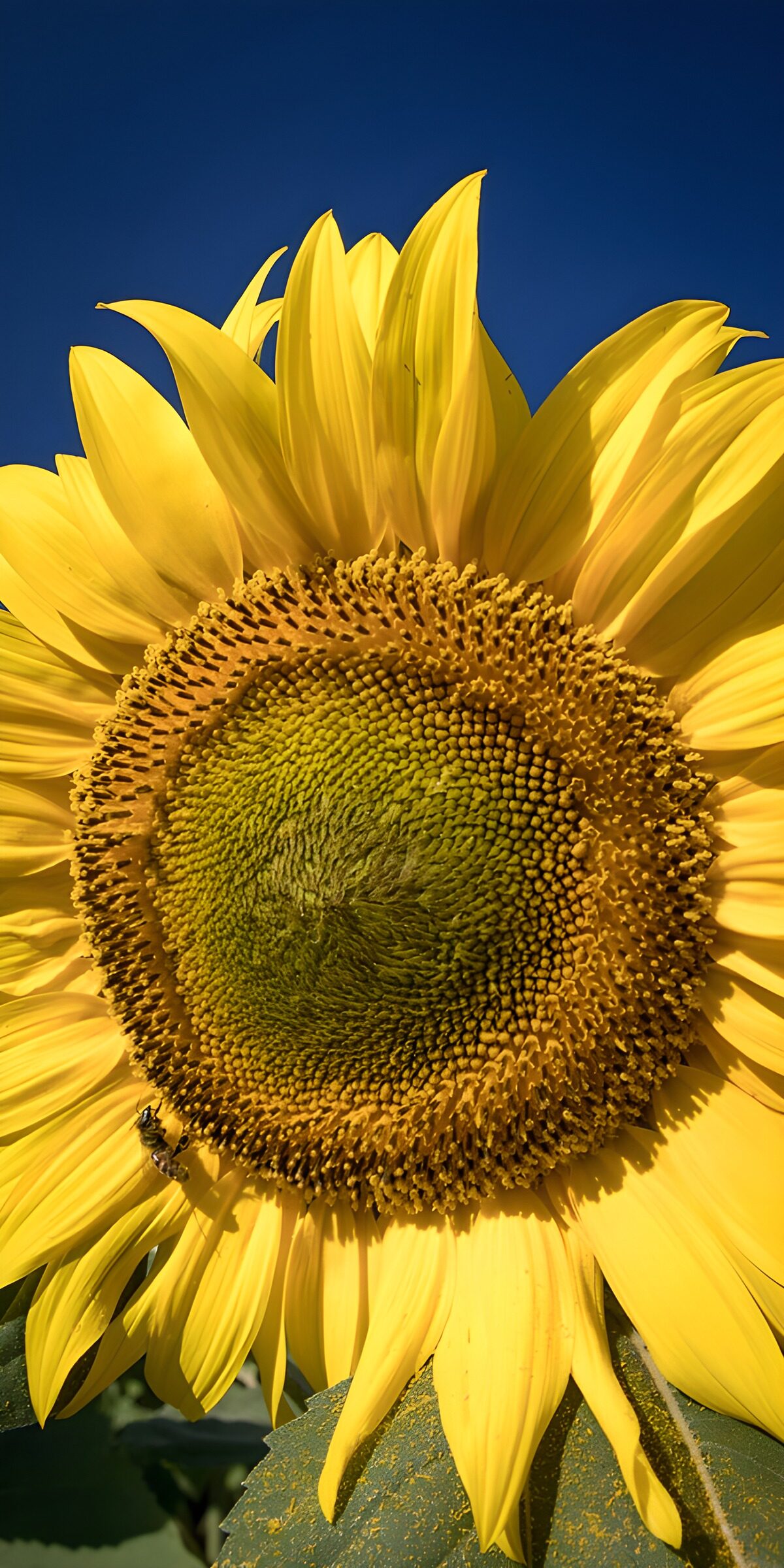 CW9341373: Stralende Zonnebloem onder Blauwe Lucht