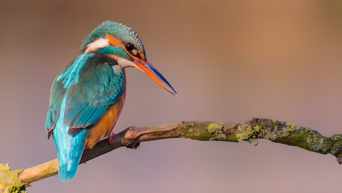 Stralende ijsvogel op een tak