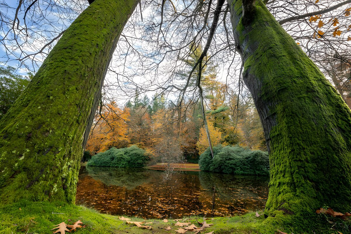 De schoonheid van herfst in het park