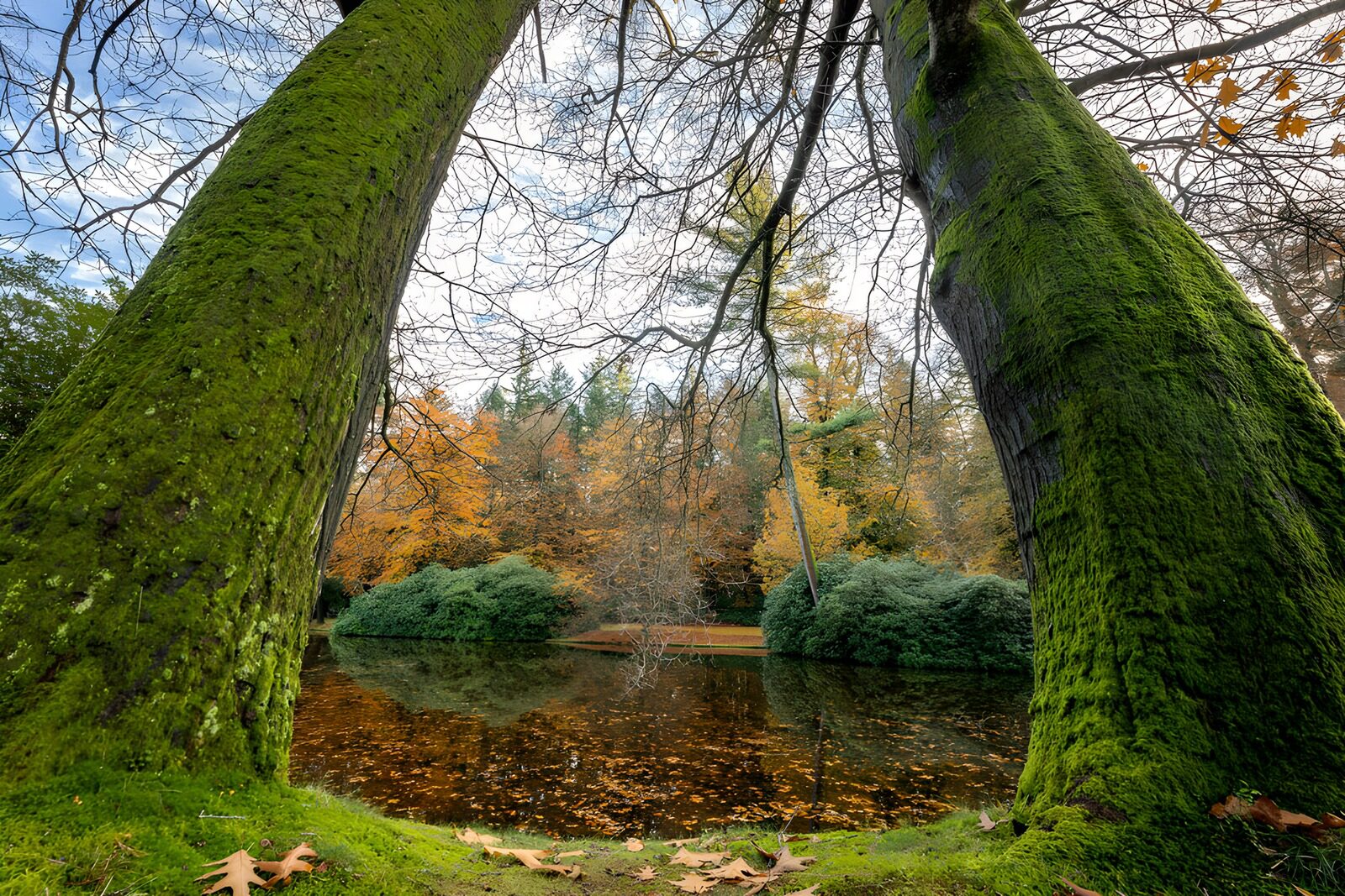 CW6234627: De schoonheid van herfst in het park