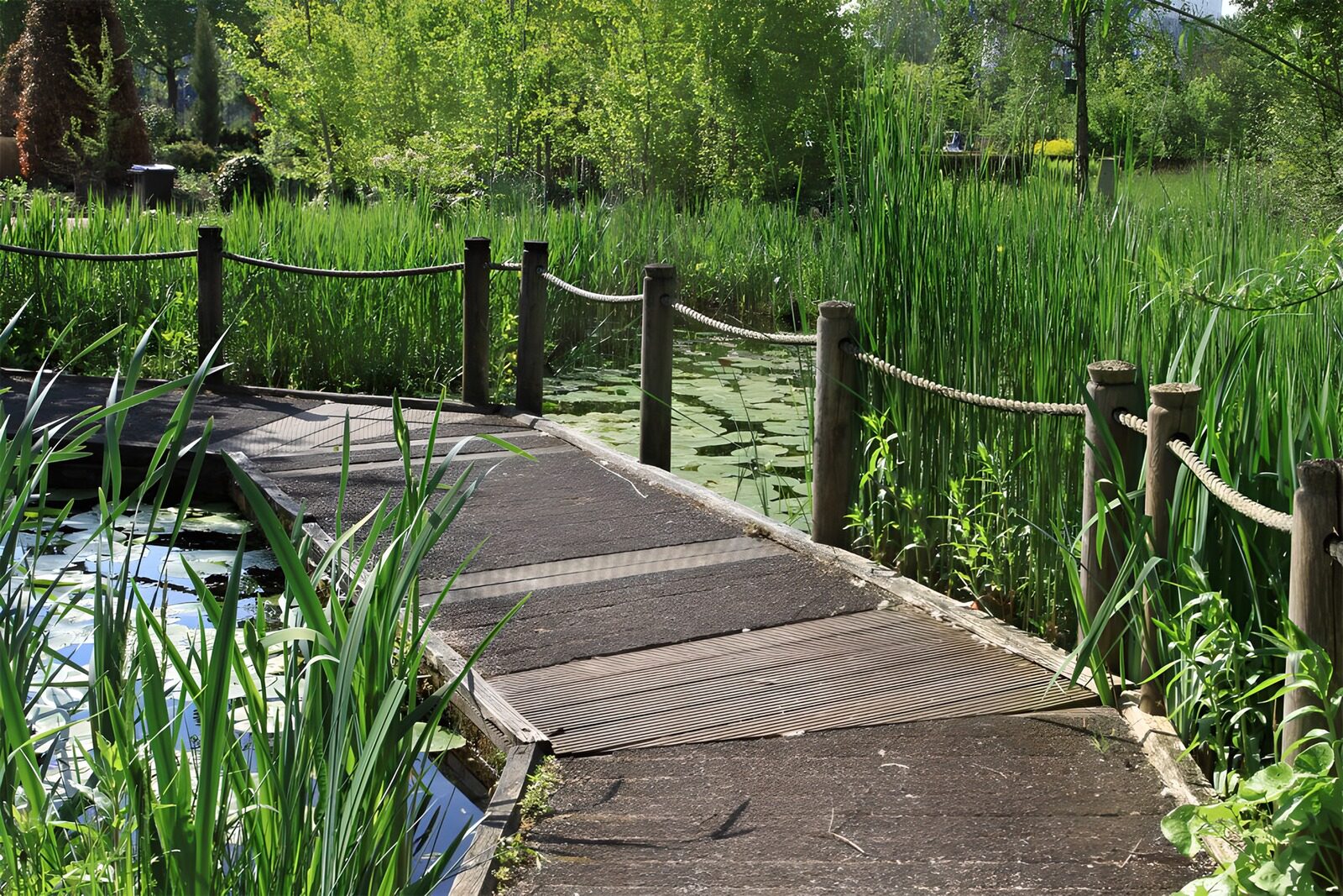 CW3338155: Rustig pad door de natuur