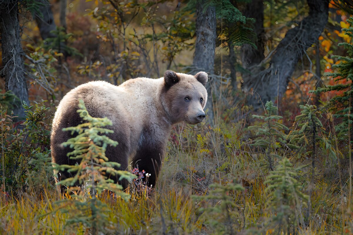 Grizzlybeer in de natuur