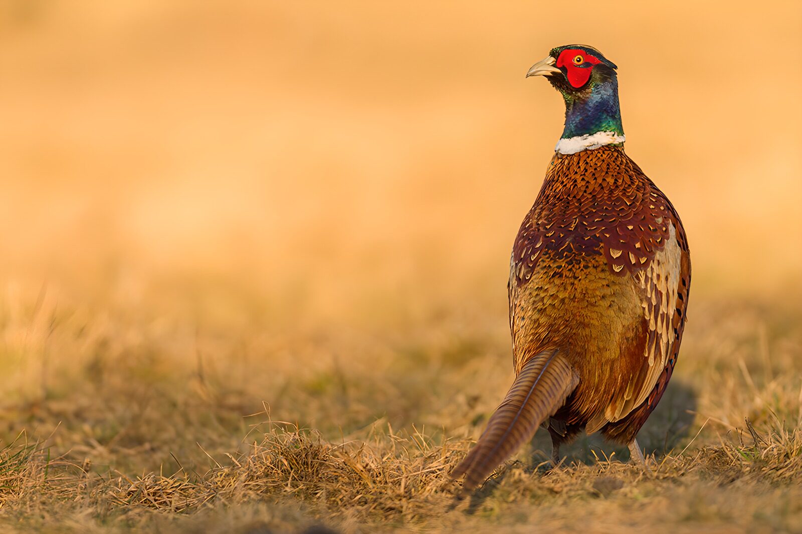 CW9243539: Pheasant in de ochtendzon