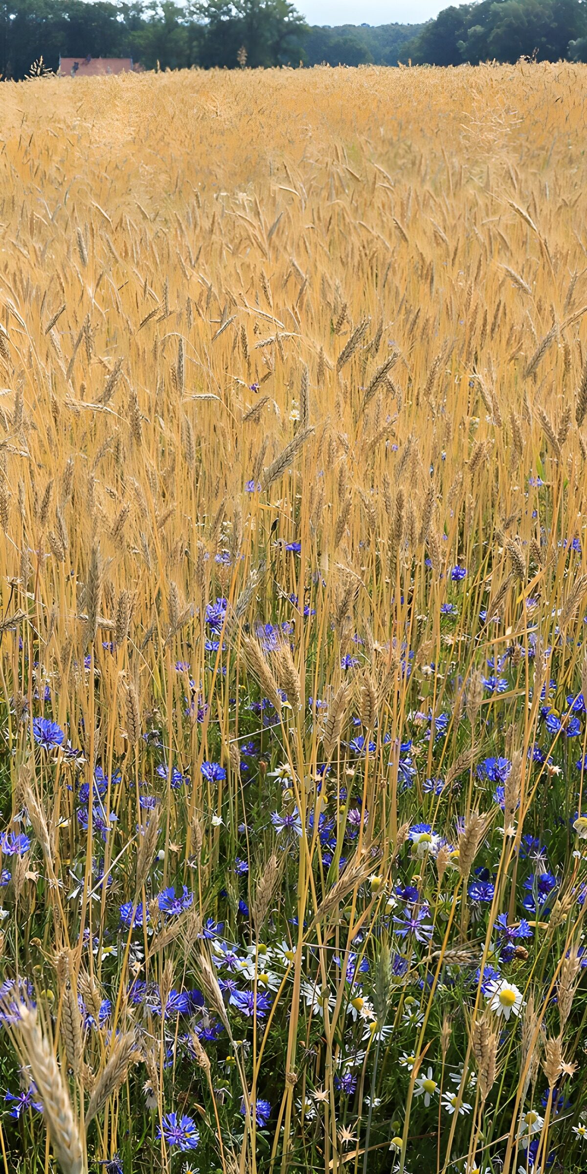 CW8602121: Goudgele korenvelden met wilde bloemen