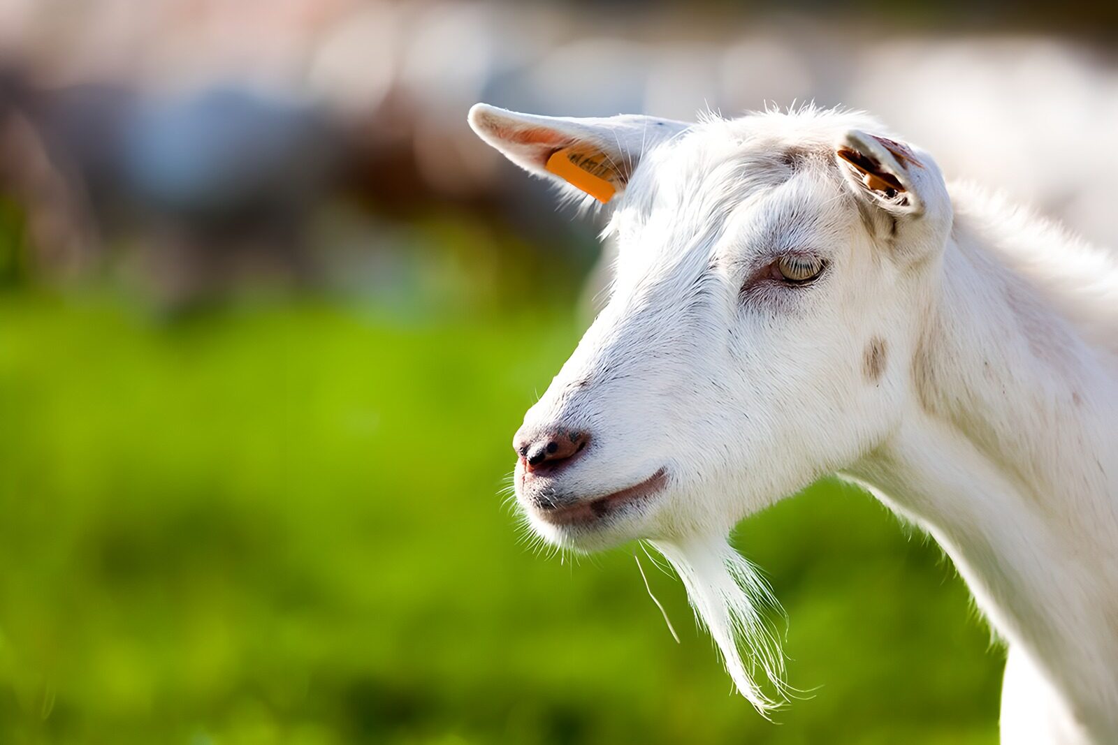 CW1136228: Vrolijke witte geit in de wei