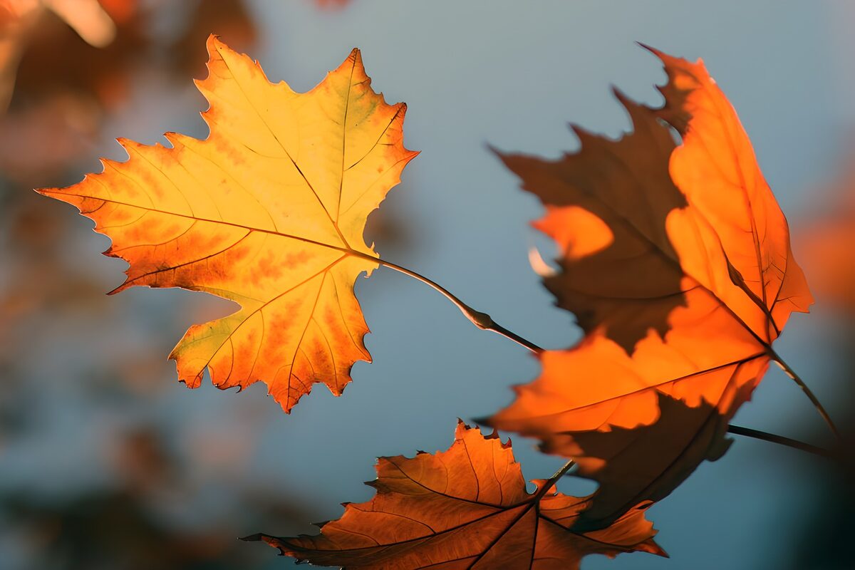 Kleurrijke herfstbladeren in de zon