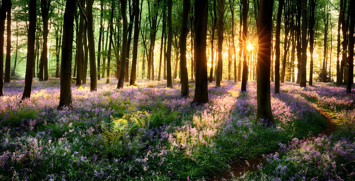 Zonsondergang in een bloeiende bos