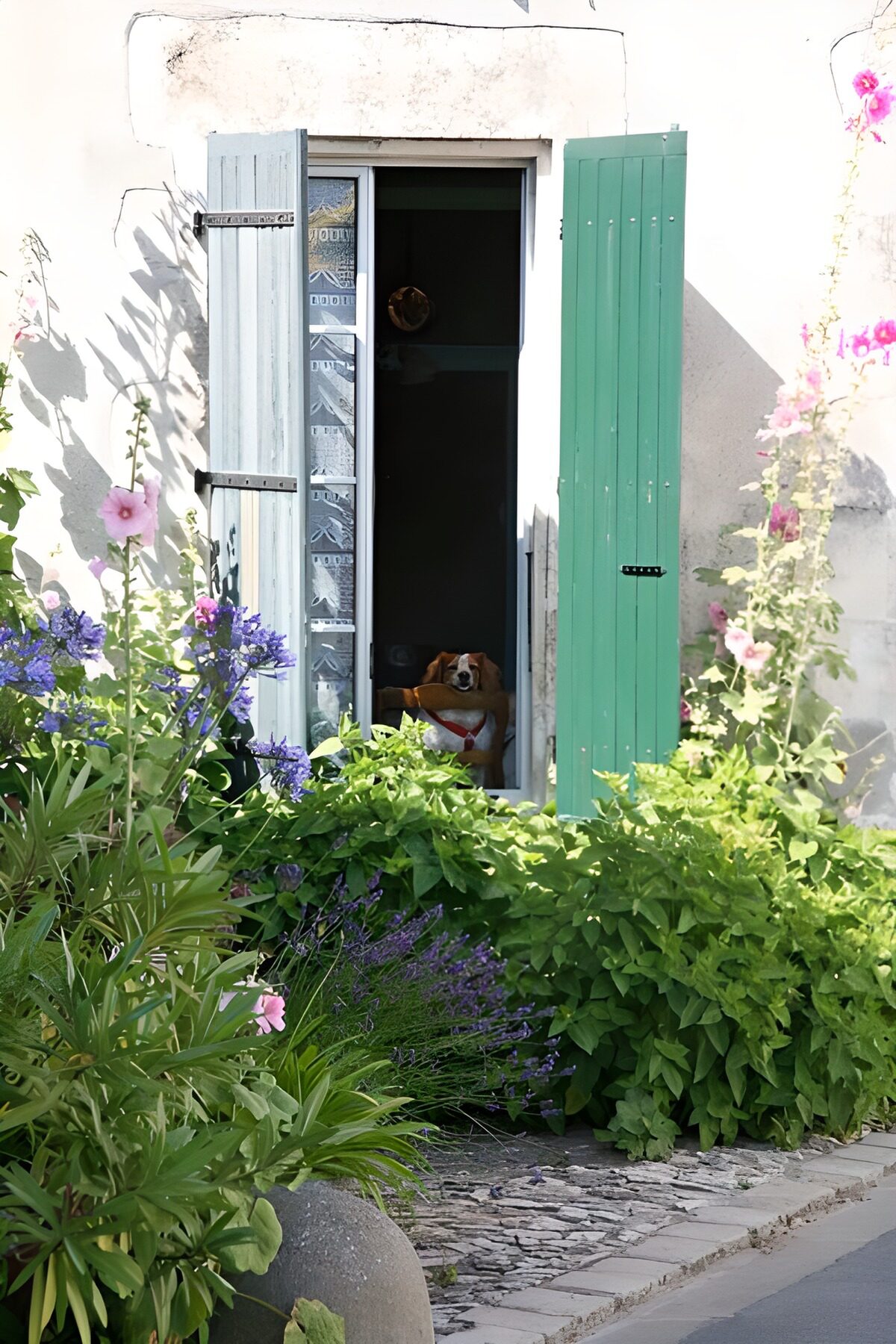 Hond kijkt vanuit het raam