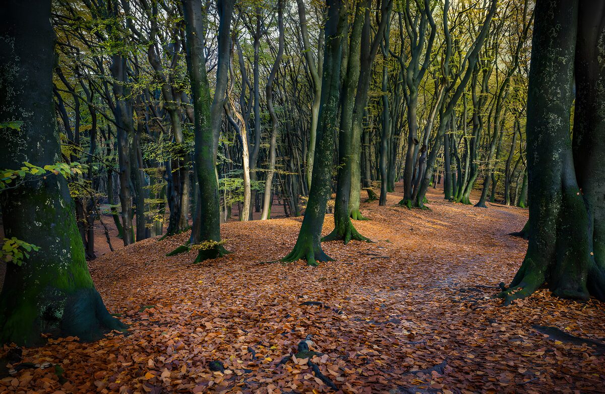 CW8032714: Herfst in het Bos