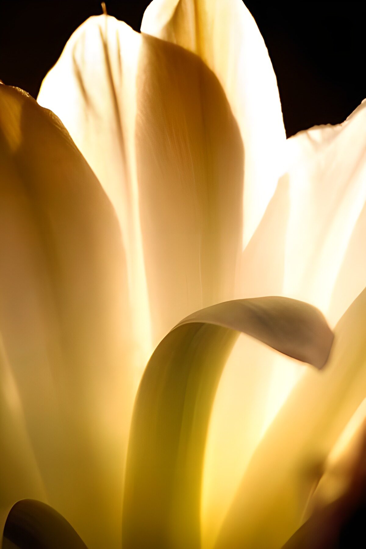 Stralende bloem in zacht licht