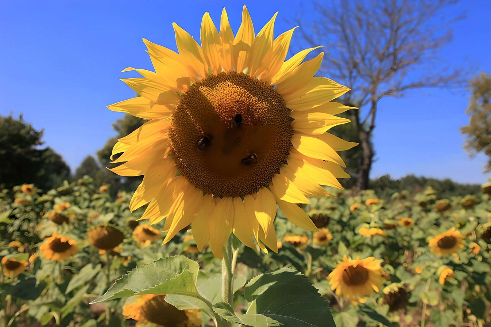 CW7333309: Zonnestraal tussen de Zonnebloemen
