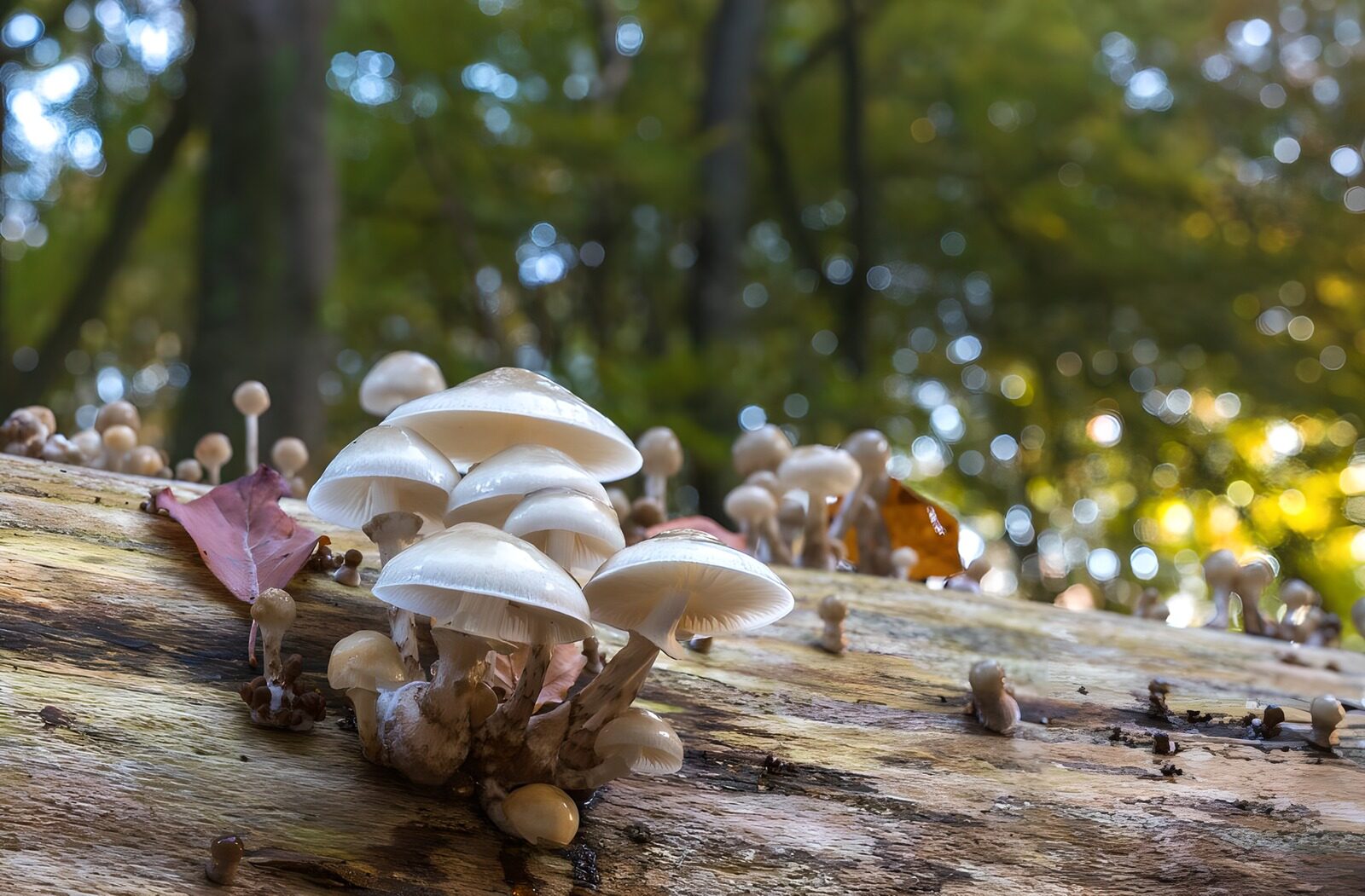 CW3410287: Paddenstoelen op een boomstronk