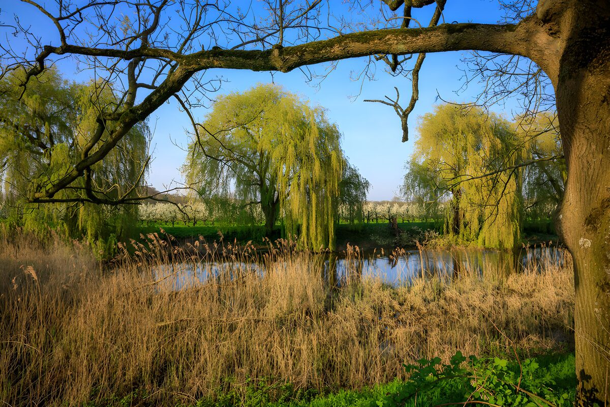 CW2438747: Rustiek landschap met wilgen