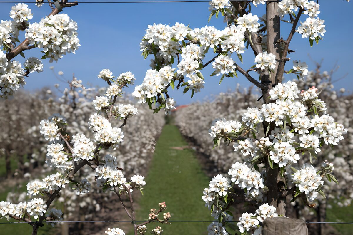 Prachtige bloesems in de boomgaard