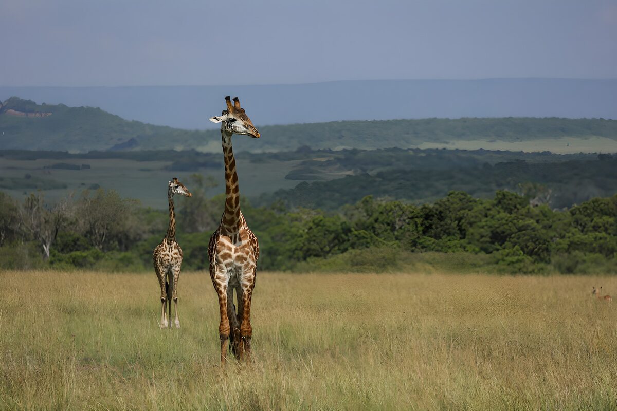Twee giraffen in het wild
