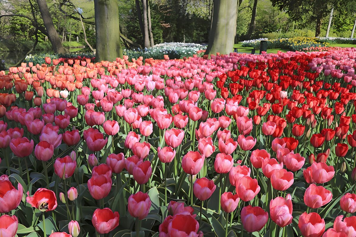 Kleurrijke tulpenvelden in bloei