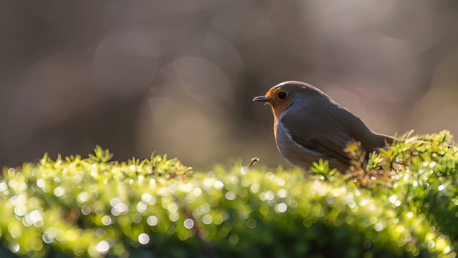 CW4528279: Wachtende Roodborst op Groen Mos