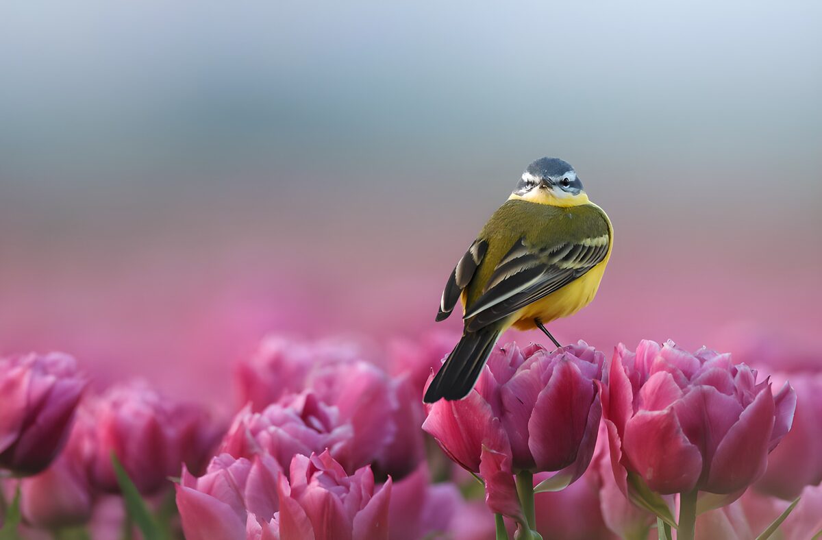 Vogel op tulpen in bloei