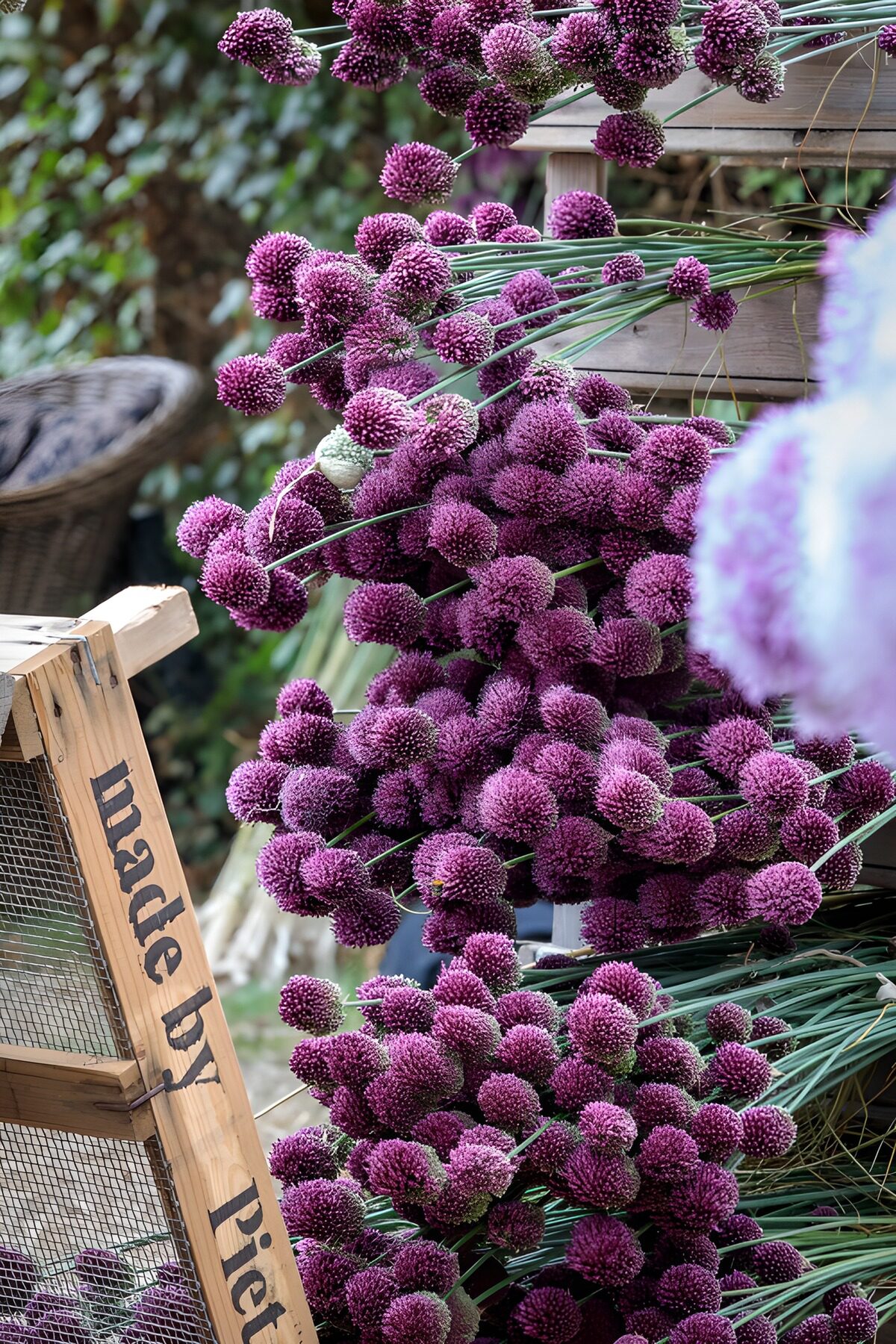 CW8148974: Prachtige paarse bloemen in de winkel
